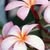 Cheryl Wiggins