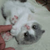 안문호