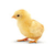 ChickenMan