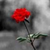 emad ahmed