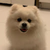 Sam Tsz Yiu沈梓堯
