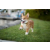 Julia_Auck