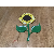 Daisy552