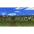 Morningfield