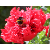 dcad252