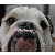 bulldog7