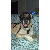BigDogMom