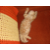 elgatoloco