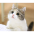 貓咪