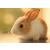 兔子
