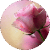 RosePrincess7