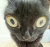 Kittycake2025
