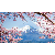 Fujisan