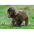 monkeyangel