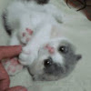 안문호