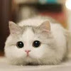 501 4