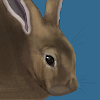 RabbitTrademe