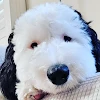 27陳昶晰