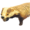 L z7