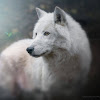 Crystal Snow
