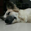 謝佩珊