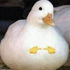 Gonzalo “dogepato” Jofré