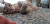 Clund
