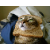 bread cat