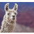 llamallama