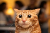 Meowzers